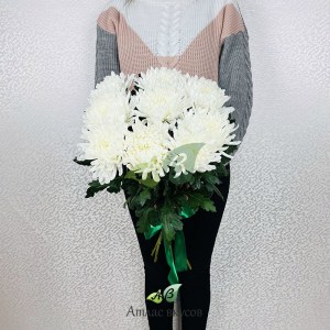 Букет белых игольчатых хризантем Анастасия